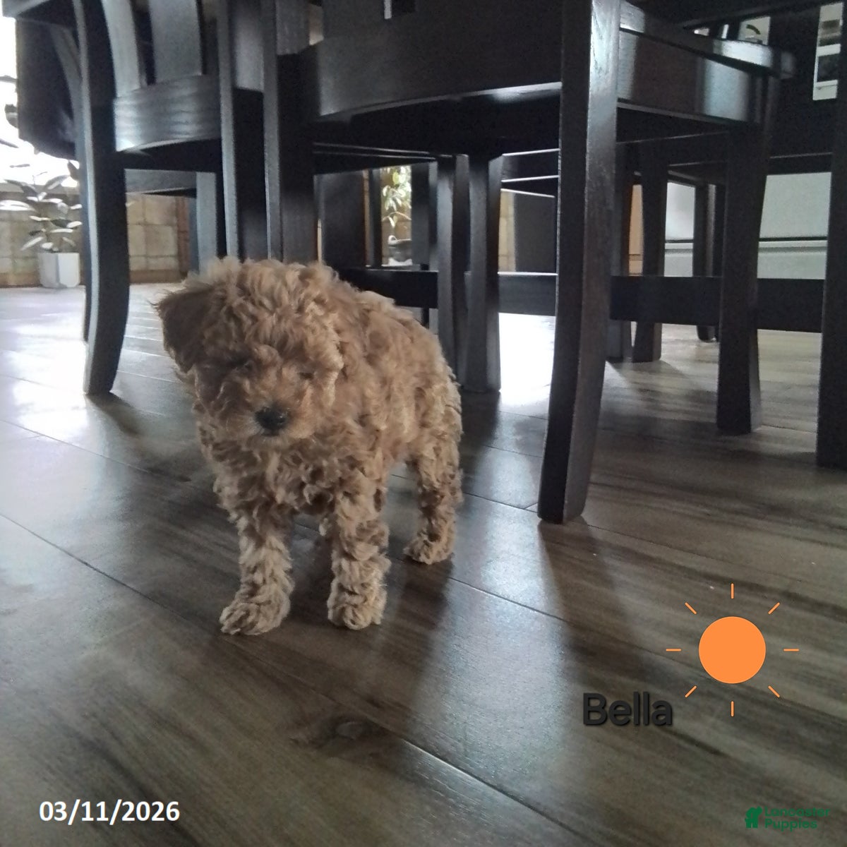 Toy Poodle dogs Bella - House Raised - Ad 1