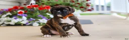Boxer dogs for sale: Mason - Ad 4