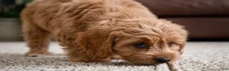 Cavapoo dogs for sale: Betty - Ad 4