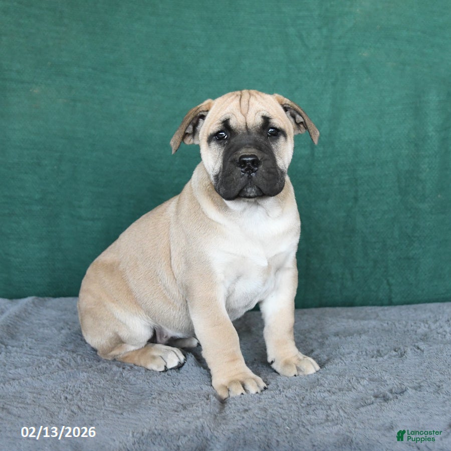 South African Boerboels dogs Angel - Ad 2