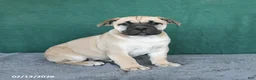 South African Boerboels dogs for sale: Angel - Ad 2