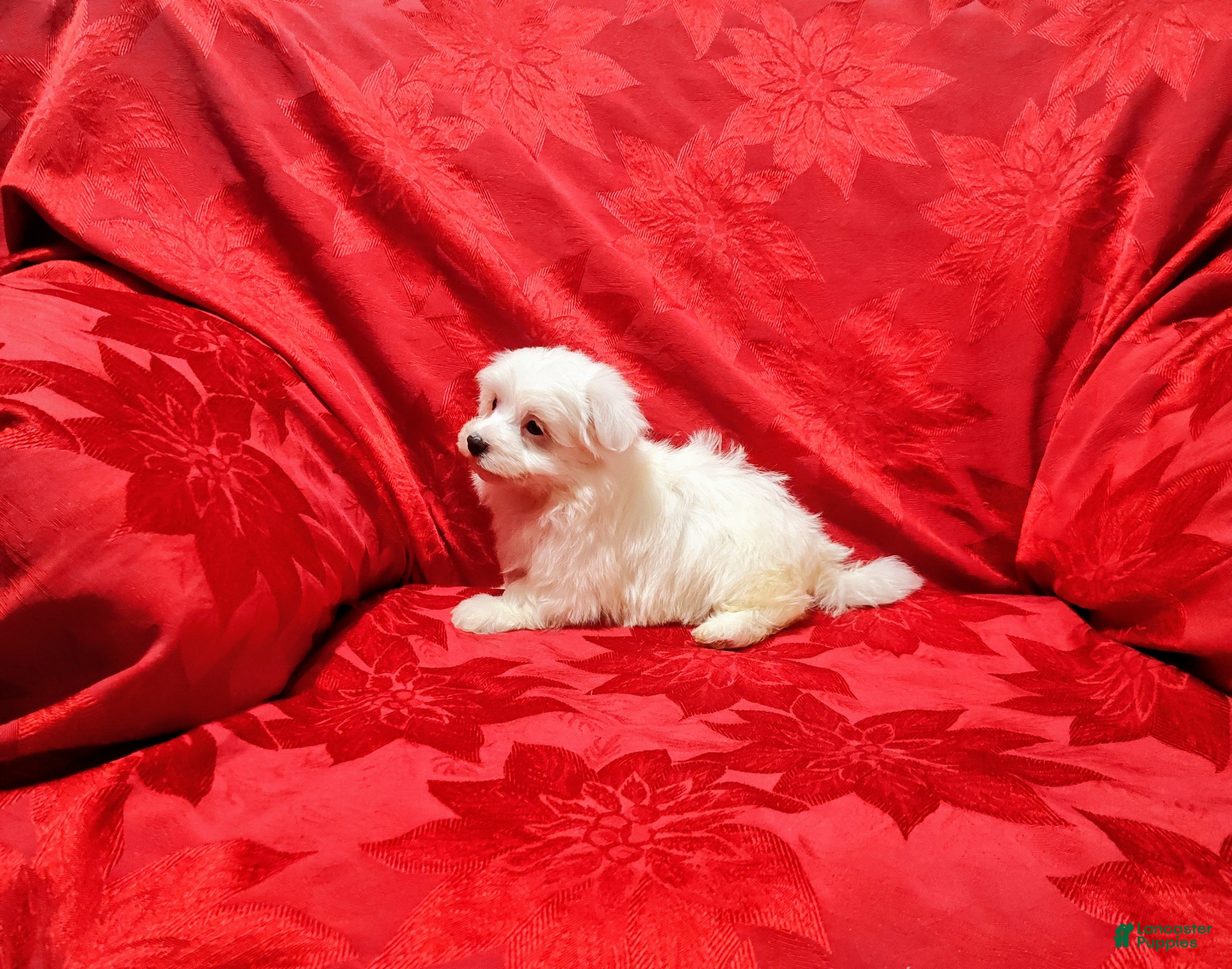 Maltese dogs Cody - Ad 2