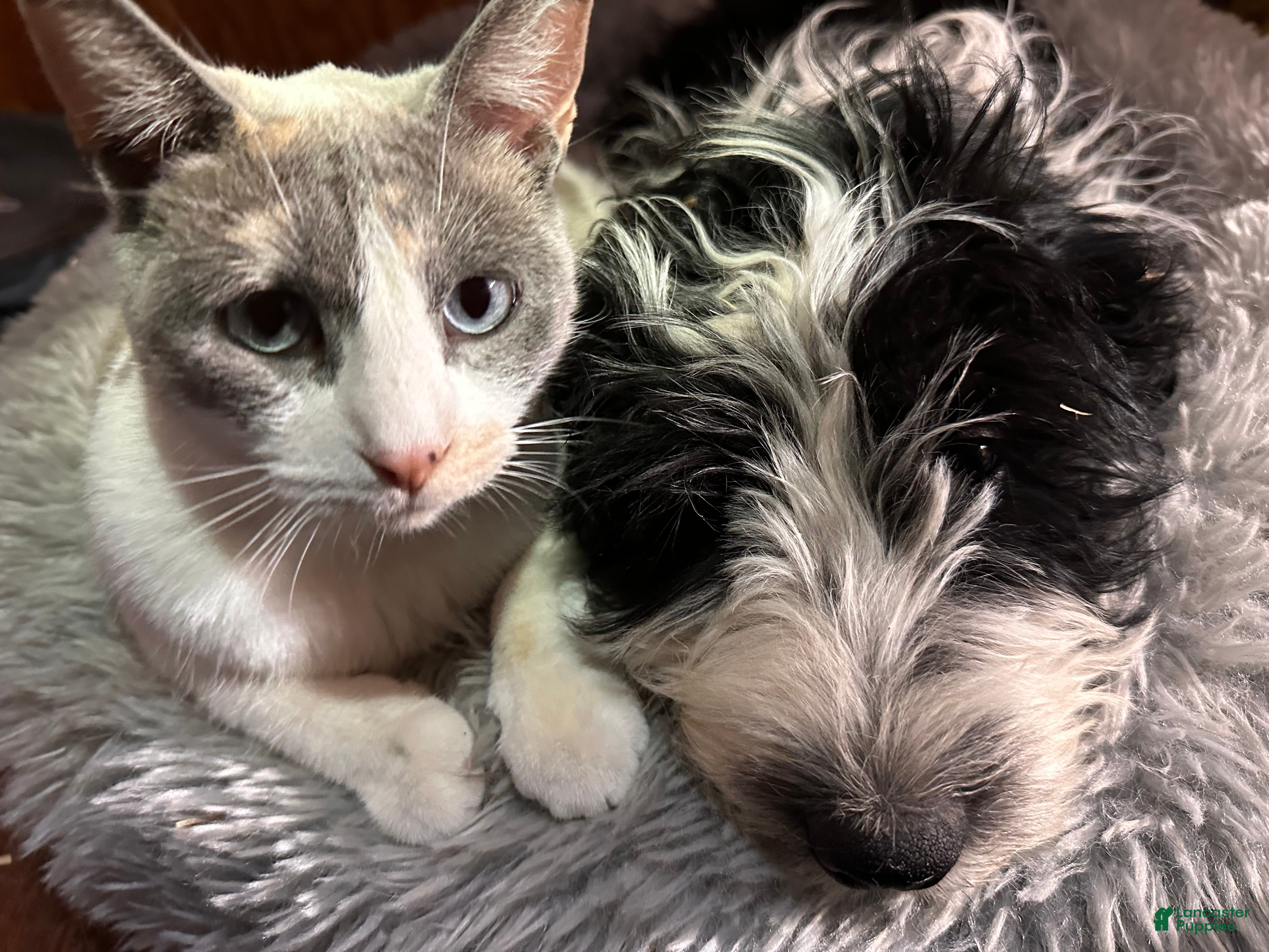 Aussiedoodle dogs Sweetie - Ad 6