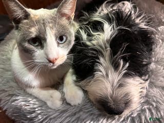 Aussiedoodle dogs Sweetie - Ad 6