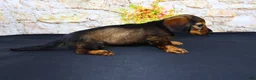 Miniature Dachshund dogs for sale: Wendy - Ad 8