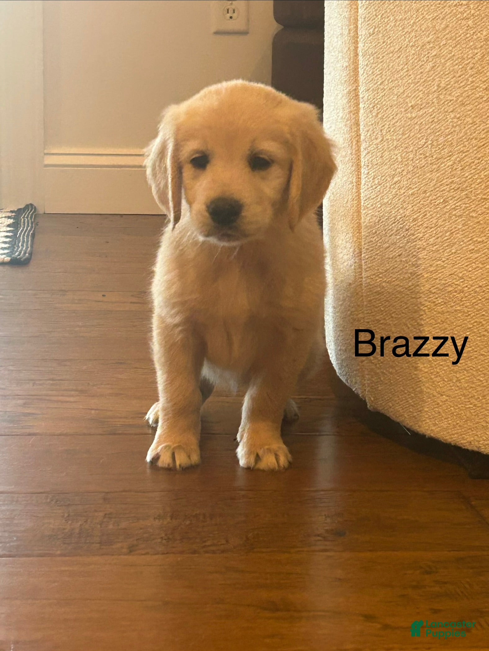 Golden Retriever dogs for sale: Brazzy - Ad 2