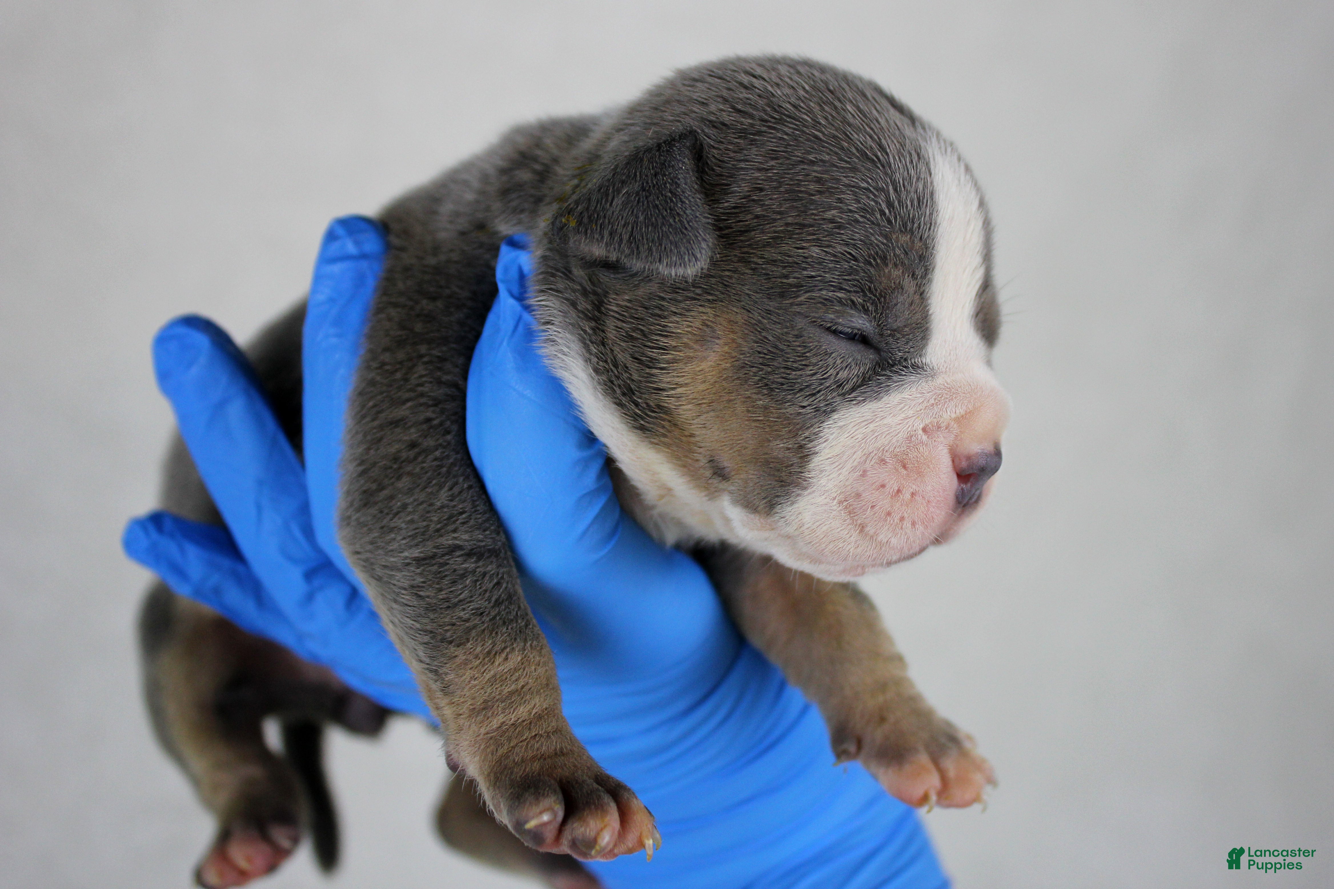 American Bully dogs Blue Tri Female - Ad 16