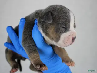 American Bully dogs Blue Tri Female - Ad 19