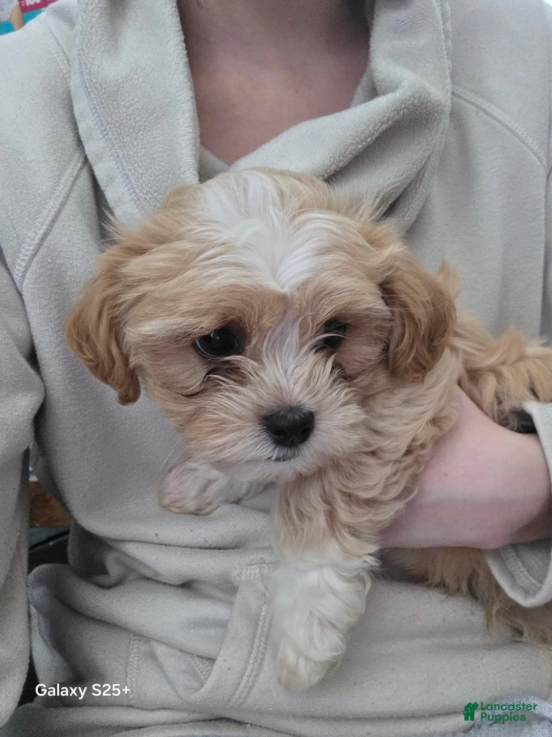 Mixed Breed dogs for sale: Marcus - Ad 1
