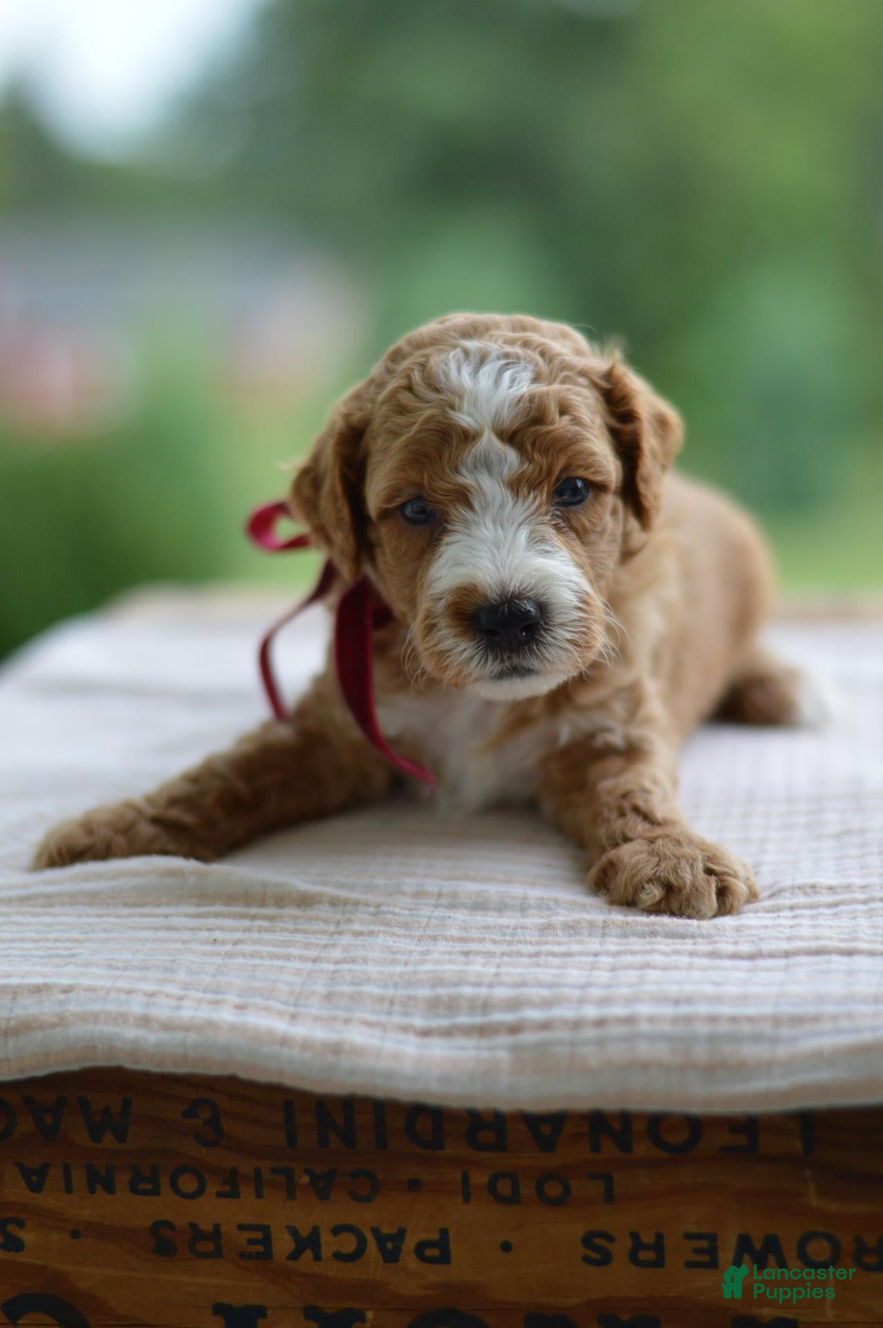 Mini Goldendoodle dogs July - Ad 1