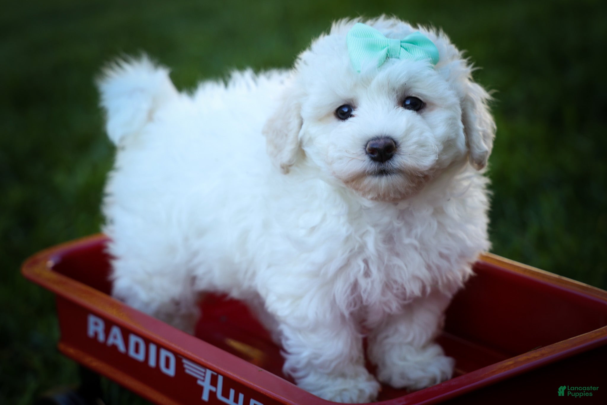 Maltese dogs Dixie💕   - Ad 2