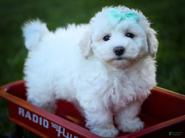 Maltese dogs for sale: Dixie💕 - Ad 2