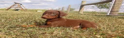 Doberman Pinscher dogs for sale: Mia - Ad 7