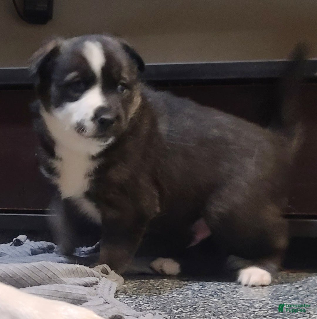 Pomsky dogs for sale: Capu - Ad 5