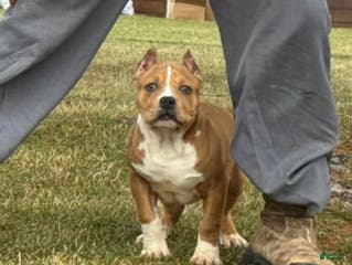 American Bully dogs Dean - Ad 14