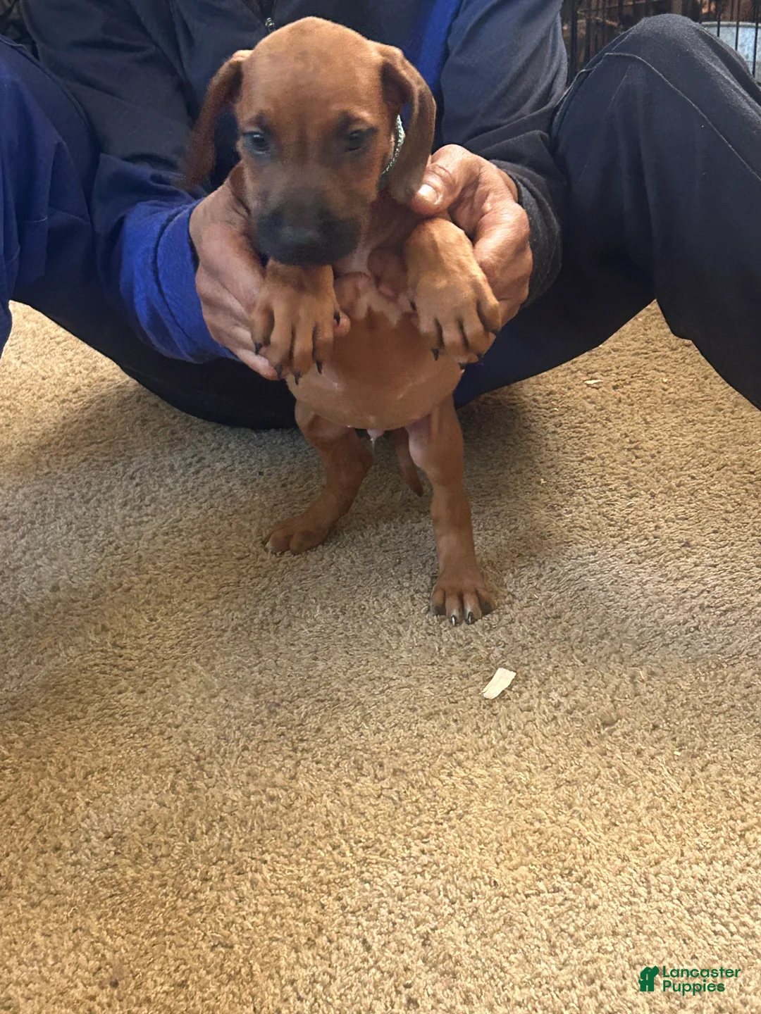 Rhodesian Ridgeback dogs for sale: Rhodesian Ridgeback Puppy 1 sky blue collar - Ad 4