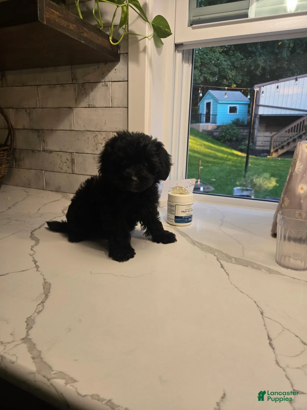Yorkiepoo dogs for sale: Bethany  - Ad 1