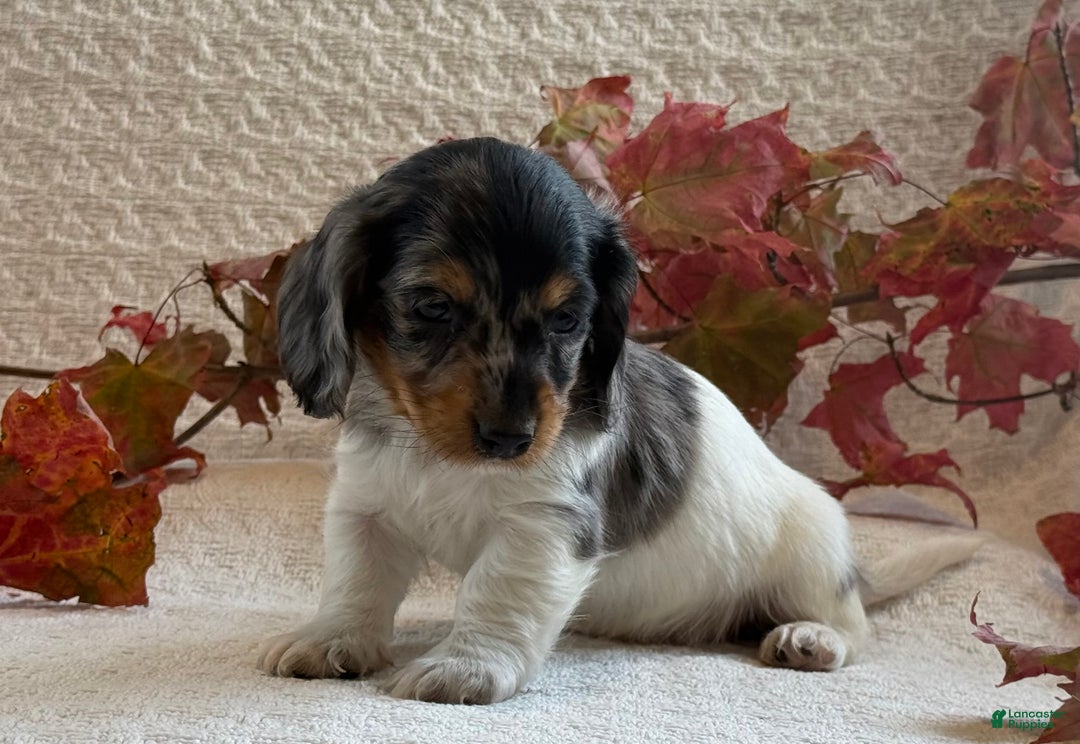 Miniature Dachshund dogs for sale: Mayes - Ad 5