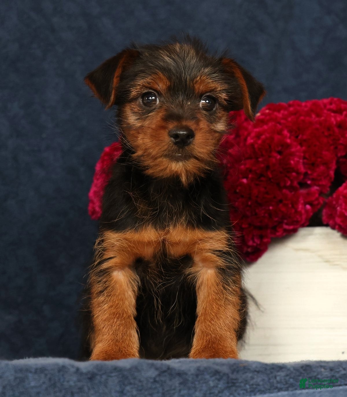 Yorkshire Terrier dogs Quinn - Ad 1