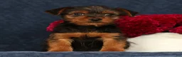 Yorkshire Terrier dogs for sale: Quinn - Ad 1