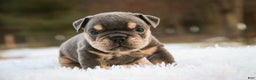 English Bulldog dogs for sale: Xena - Ad 3