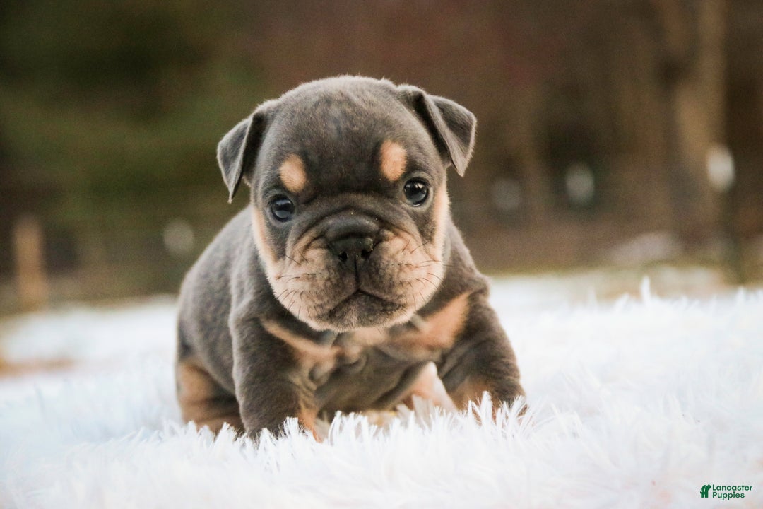 English Bulldog dogs for sale: Xena - Ad 3