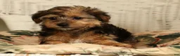 Yorkiepoo dogs for sale: Dolly - Ad 9