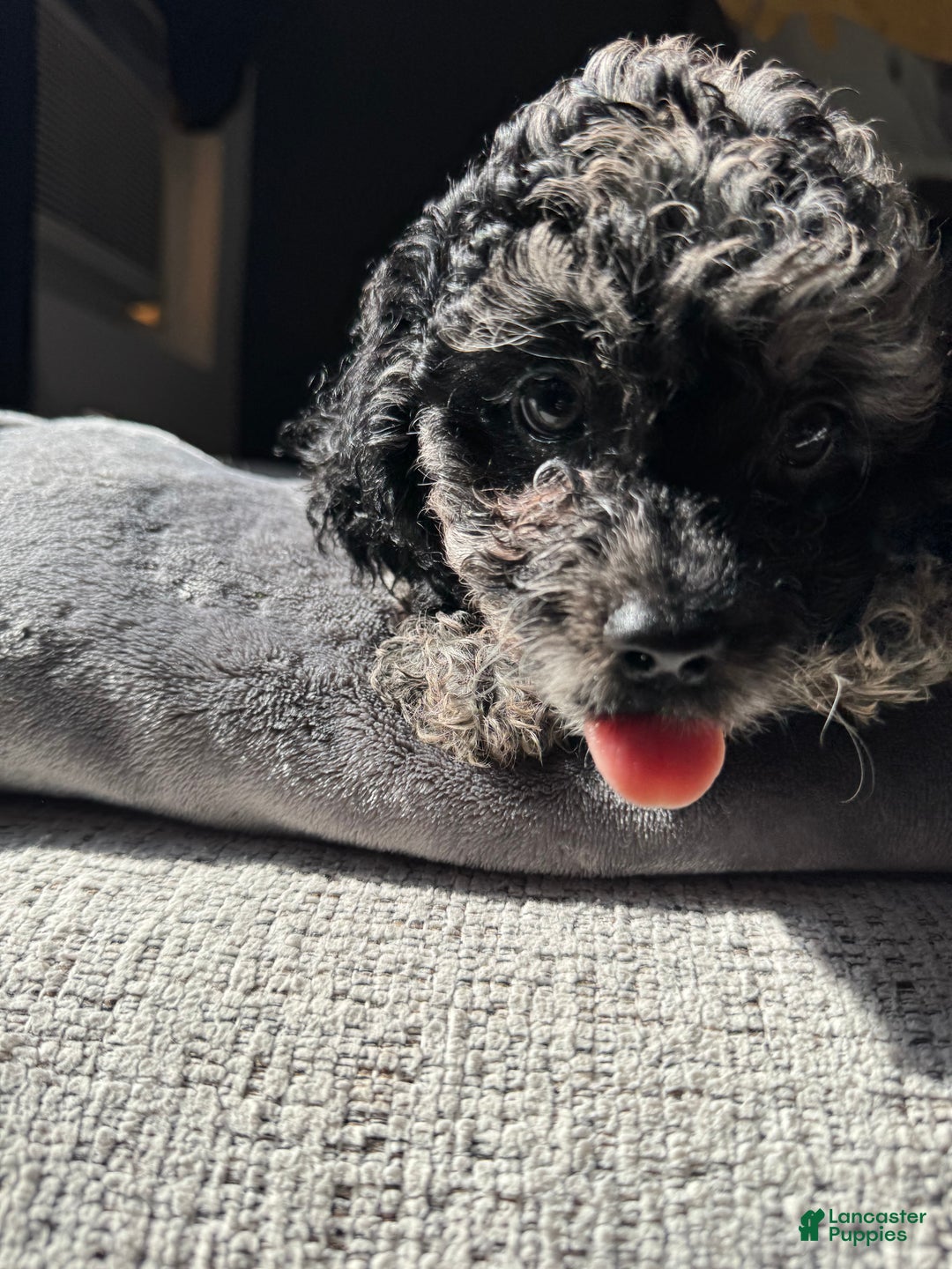 Toy Poodle dogs for sale: Misti - Ad 11