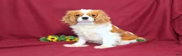 Cavapoo dogs for sale: BJ's Wanda - Ad 6