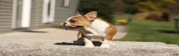 French Bulldog dogs for sale: Oasis – Fawn/White - Ad 6