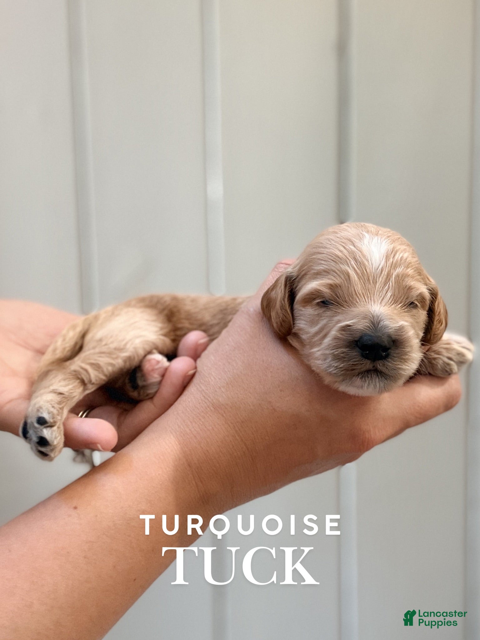 Cockapoo dogs "Tuck" Cockapoo  - Ad 1