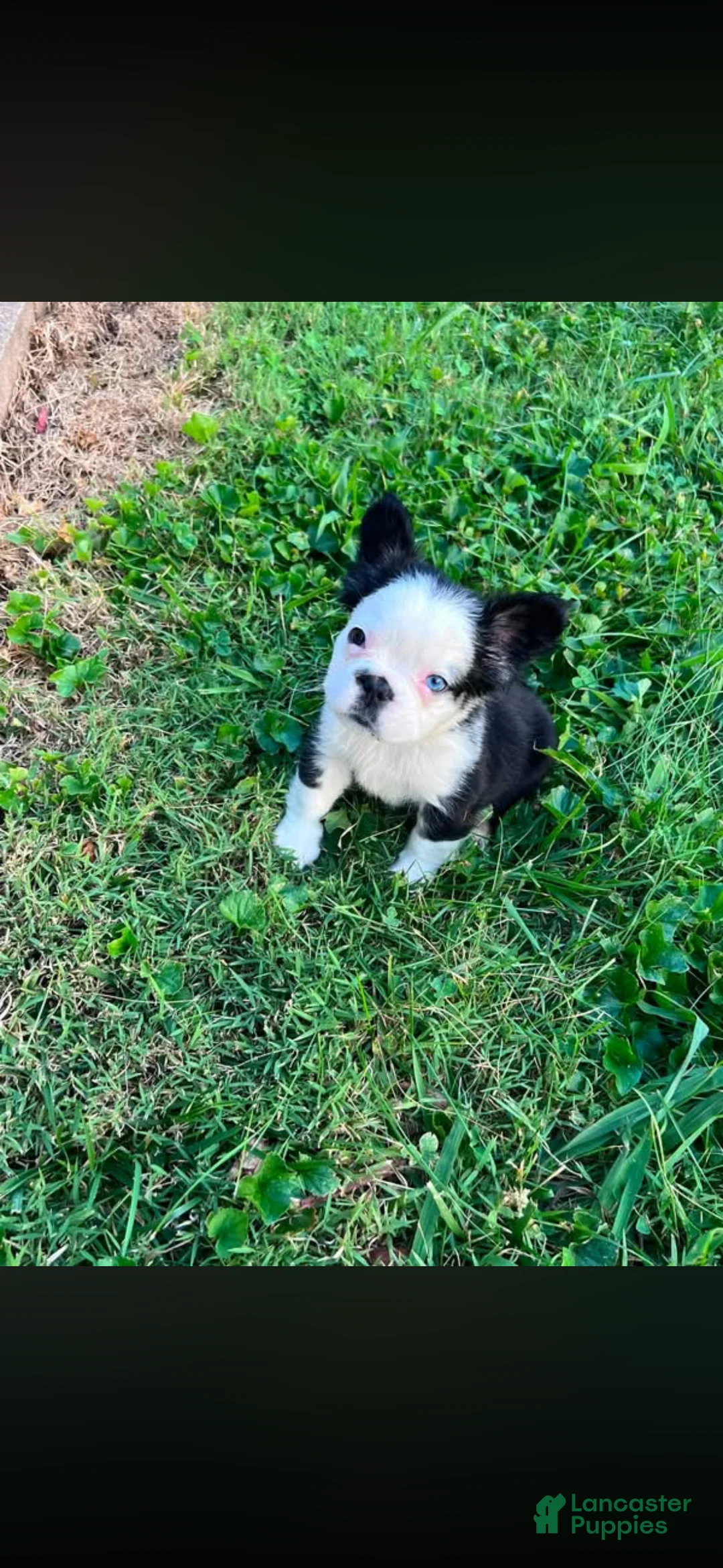 French Bulldog dogs for sale: French Bulldog 3 - Ad 2