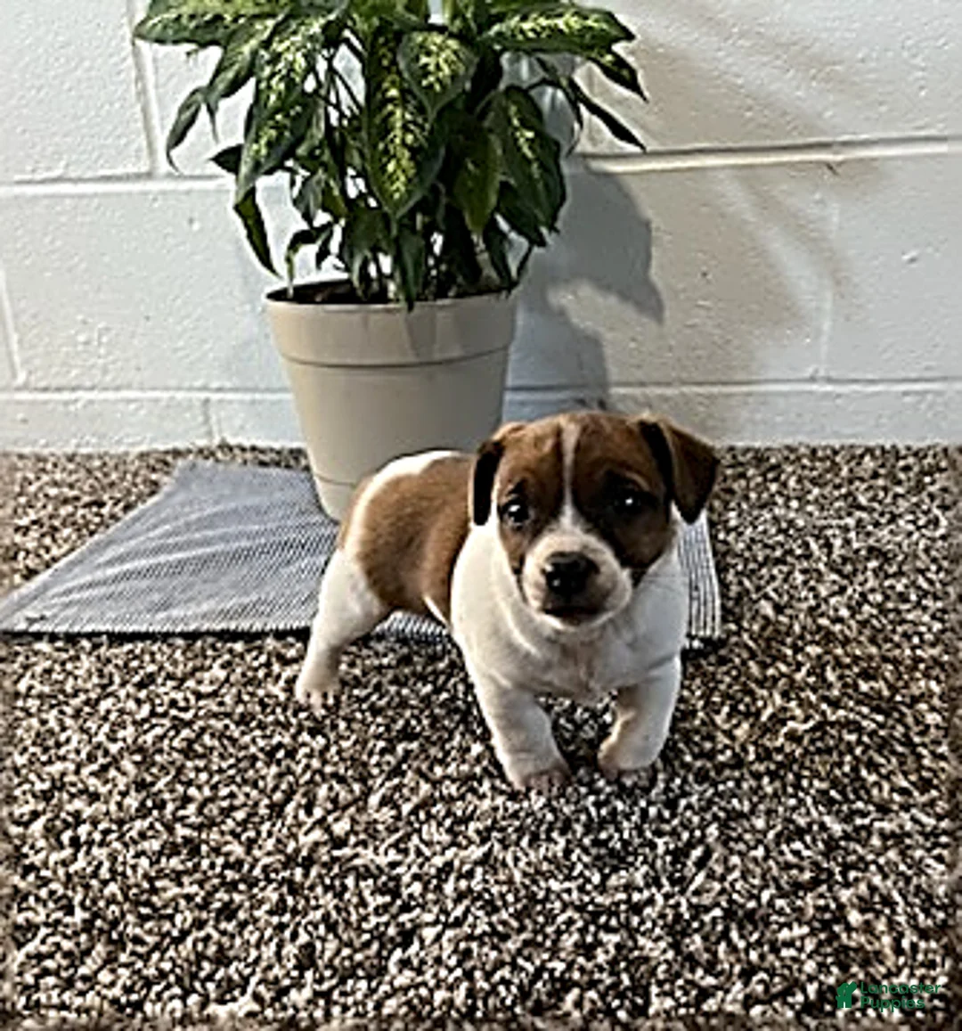 Gallery Image {{count}}