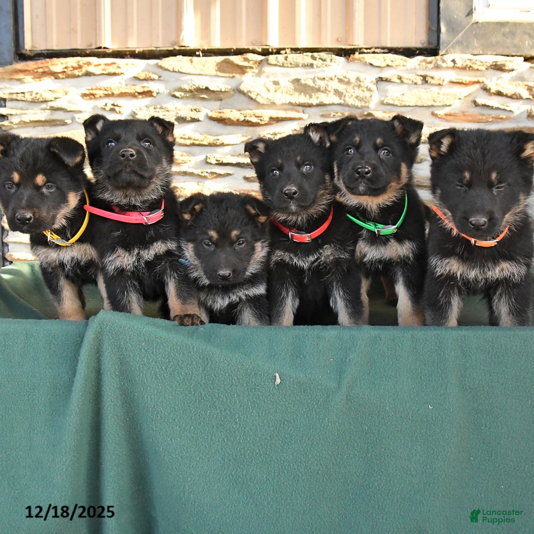 German Shepherd dogs for sale: Matthew - Ad 5