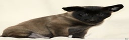 Belgian Malinois dogs for sale: Craig - Ad 2