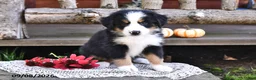 Mixed Breed dogs for sale: Russell - Ad 4