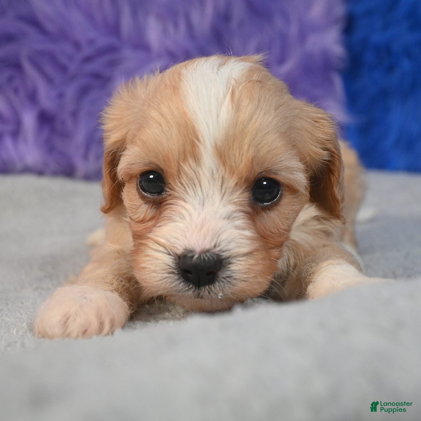 Cavapoo dogs for sale: Cavapoo 2 - Ad 2