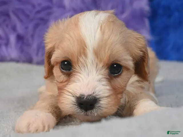 Cavapoo dogs for sale: Cavapoo 2 - Ad 2