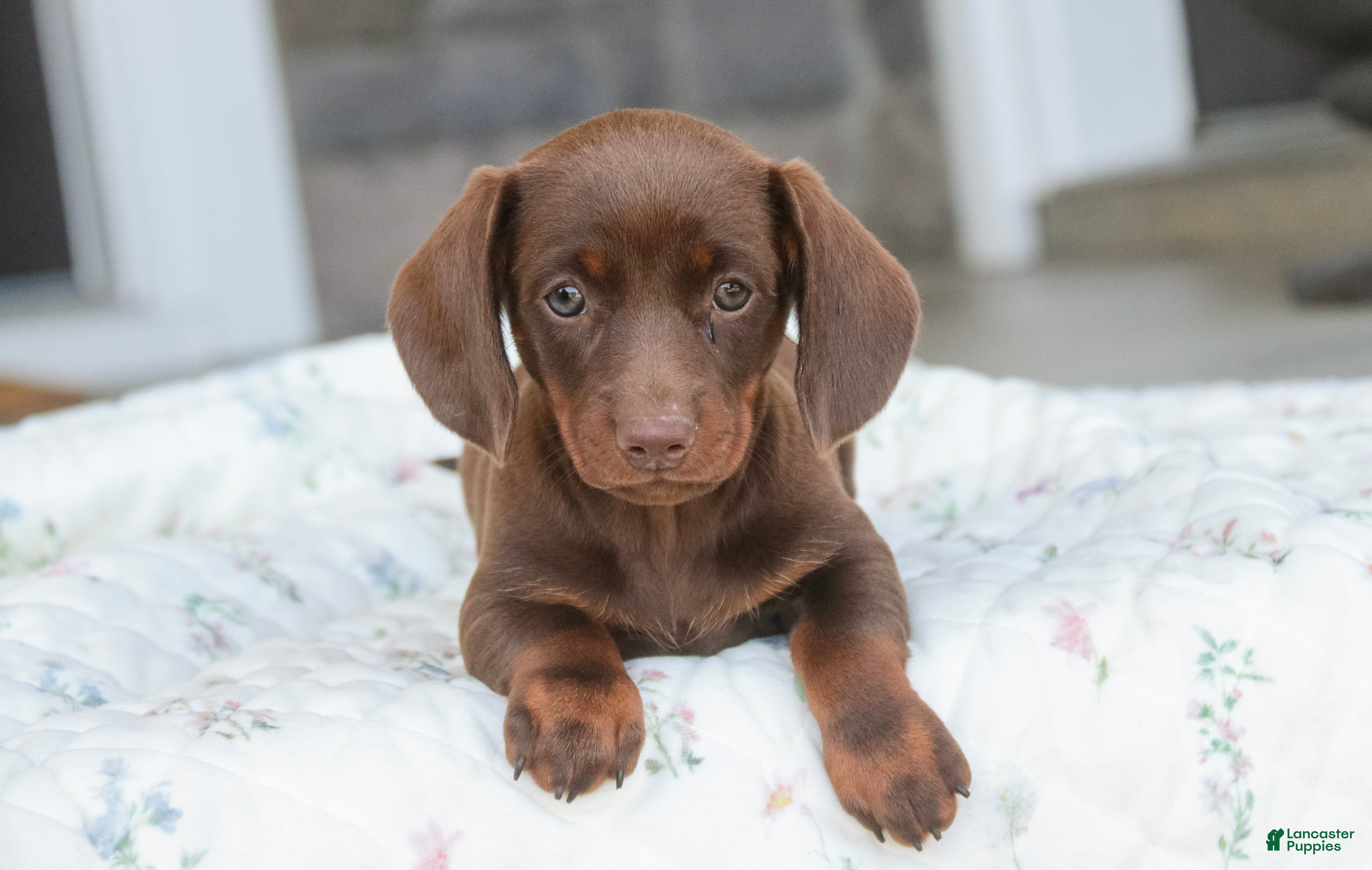 Dachshund dogs Mocha - Ad 1