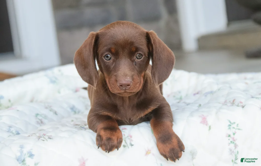 Dachshund dogs for sale: Mocha - Ad 1