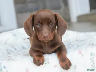 Dachshund dogs for sale: Mocha - Ad 2