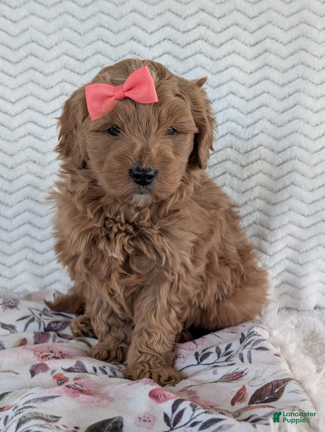Goldendoodle dogs for sale: Bella - Ad 20