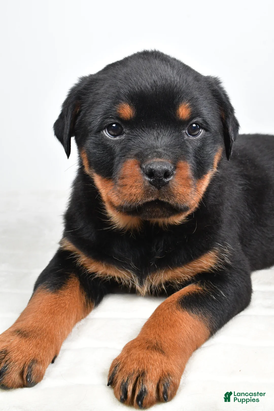 Rottweiler dogs for sale: Penny - Ad 5