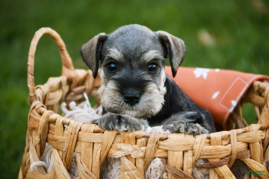 Miniature Schnauzer dogs for sale: Noelle - Ad 1