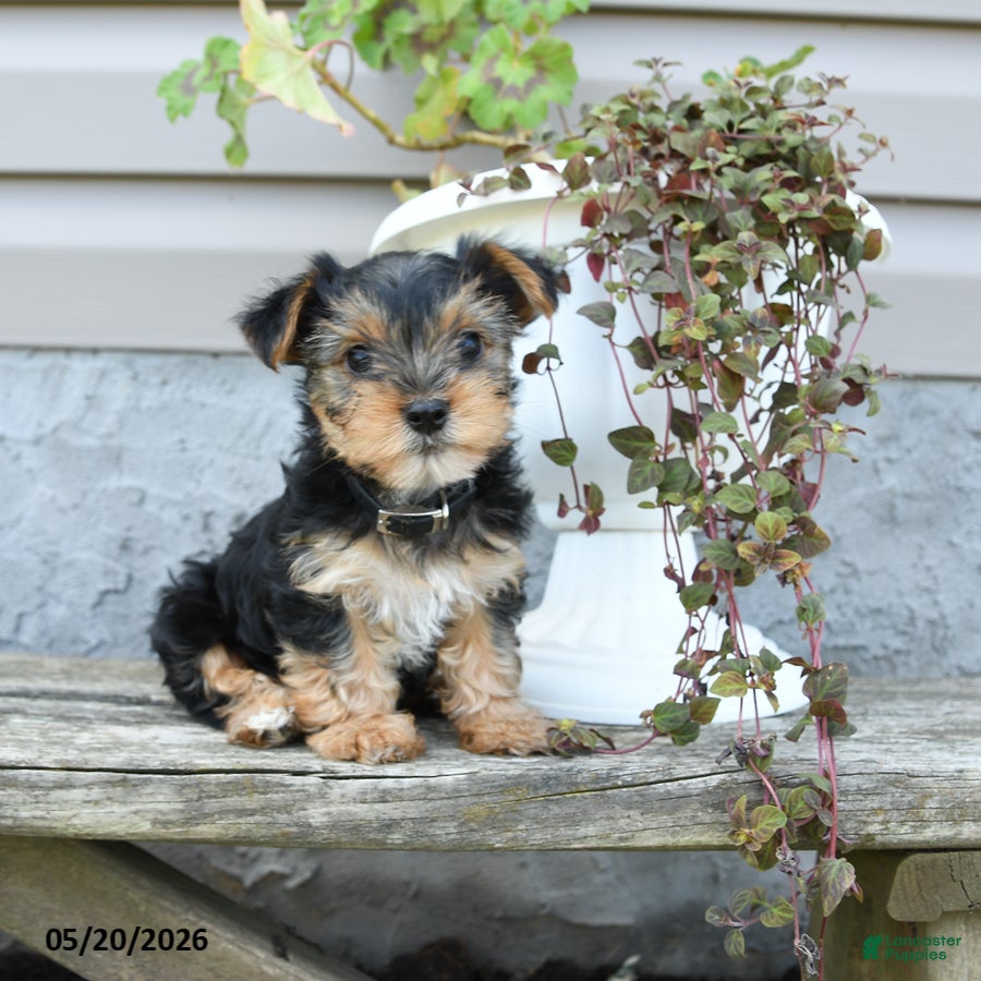 Yorkshire Terrier dogs for sale: Sparky - Ad 1