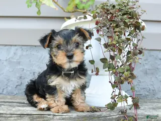 Yorkshire Terrier dogs for sale: Sparky - Ad 1