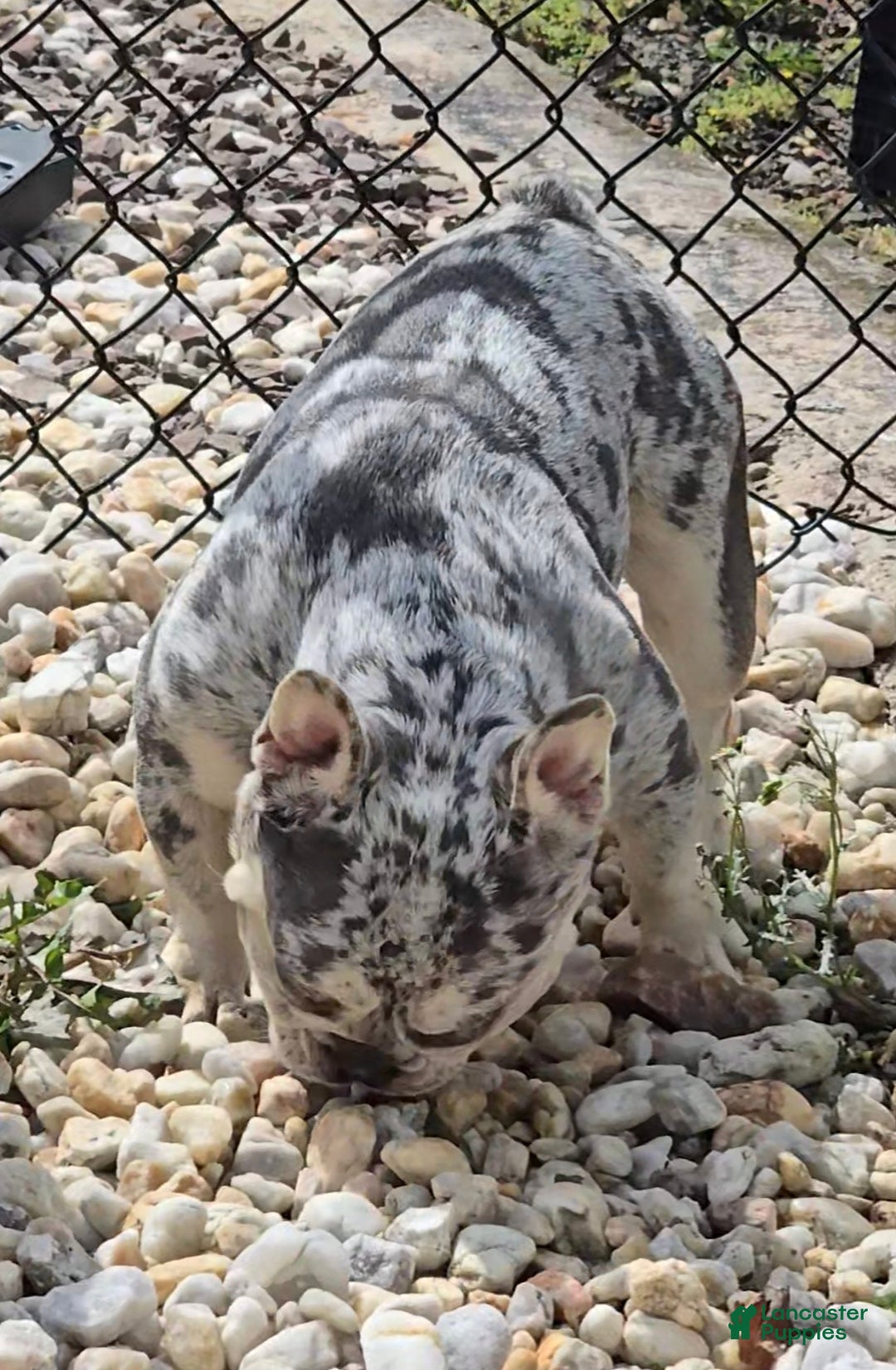 French Bulldog dogs for stud: French Bulldog 1 puppies - Ad 3