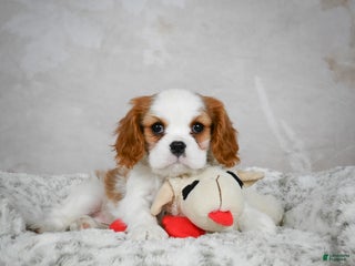 Cavalier King Charles Spaniel dogs Lindsey - Ad 22