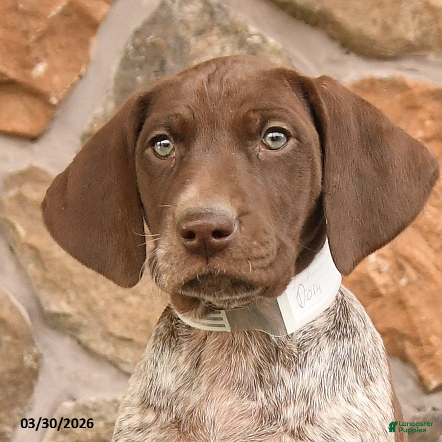 German Shorthaired Pointer dogs Dora - Ad 2