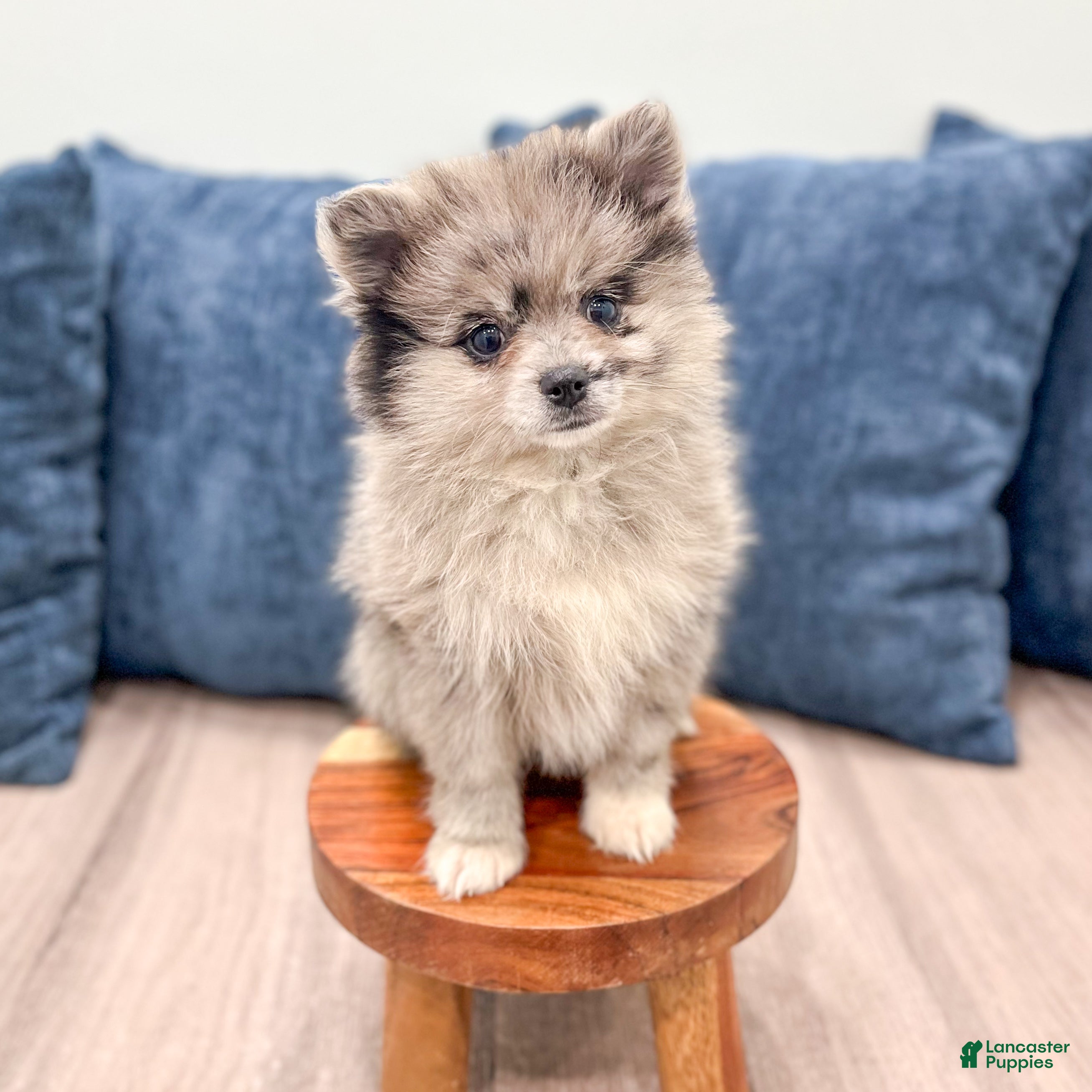 Pomeranian dogs Stormy - Ad 2